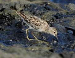 Image of Long-toed Stint