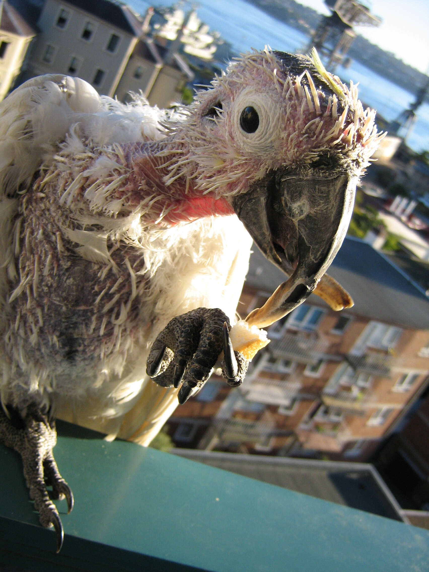 Image of Sulphur-crested Cockatoo