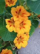 Image of nasturtium