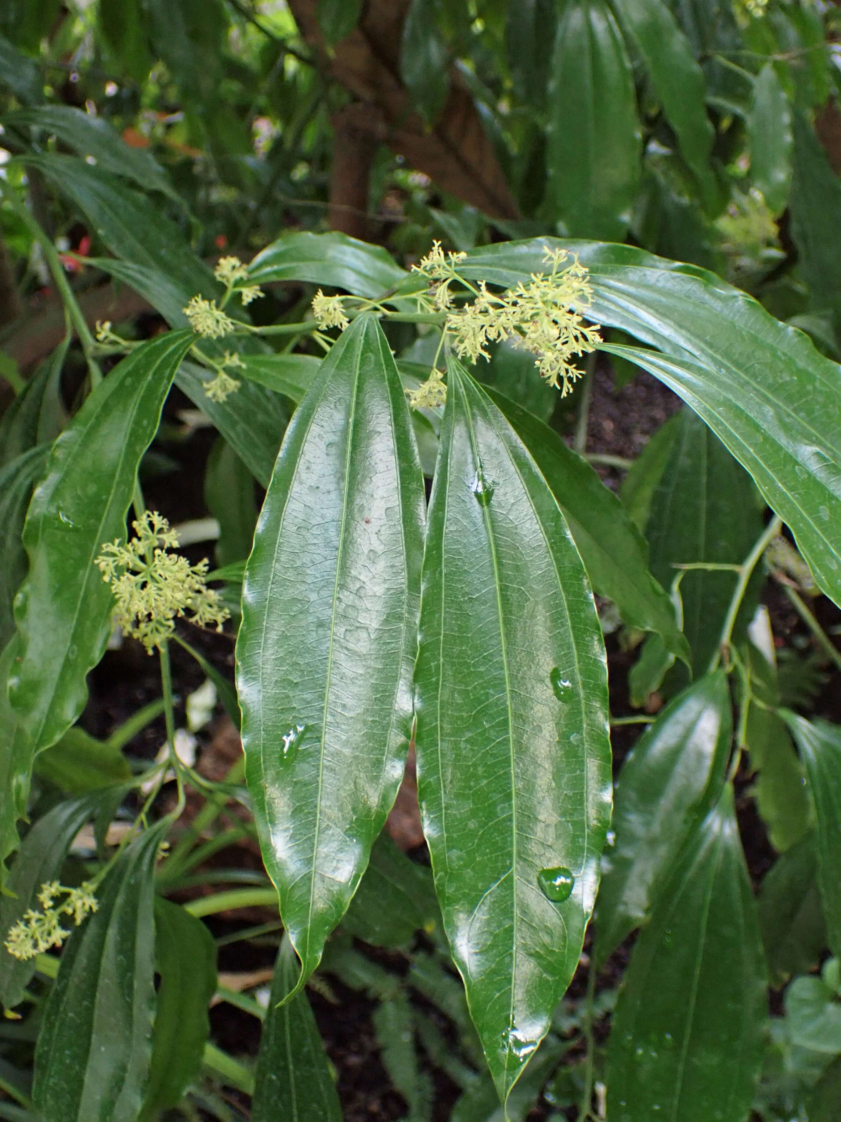 Image of laurel-leaf snailseed