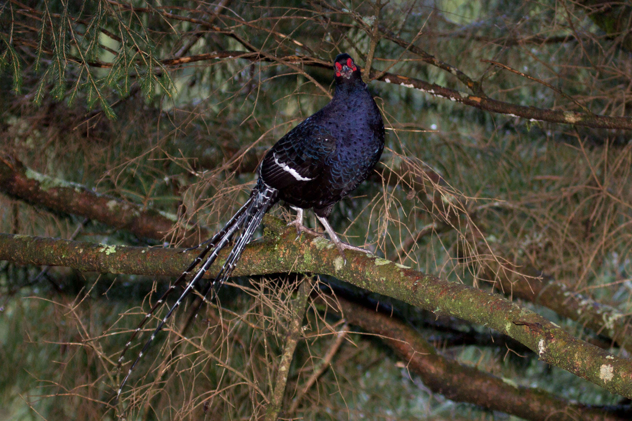 Image of Mikado Pheasant