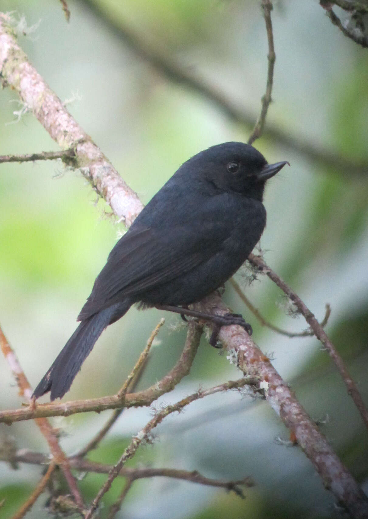 Image of Black Flower-piercer