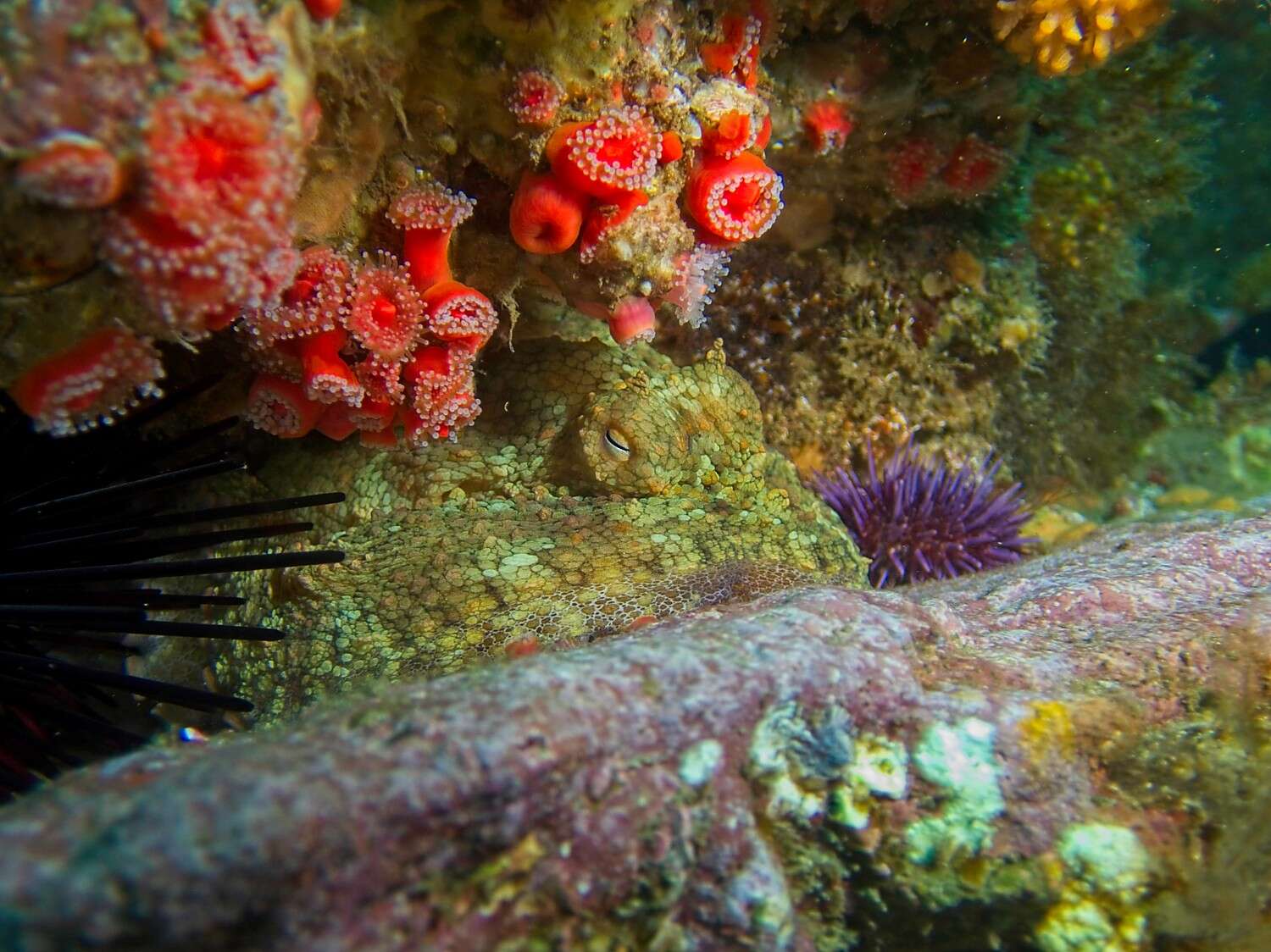 Image of California two-spot octopus