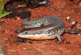 Image of Allapalli Grass Skink