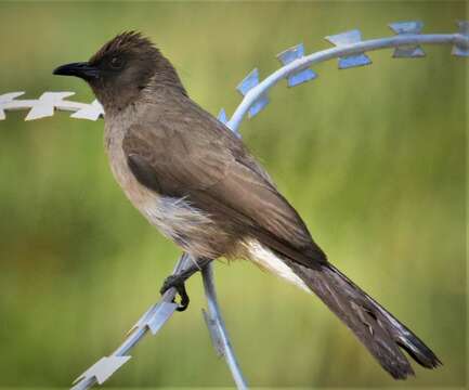 Image of Common Bulbul