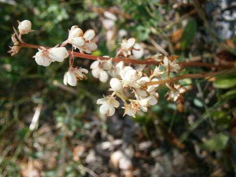 Image of Pyrola media Sw.