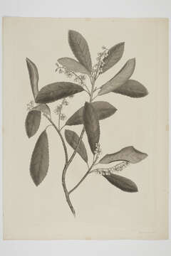 Image of Elaeocarpus dentatus (J. R. & G. Forst.) Vahl