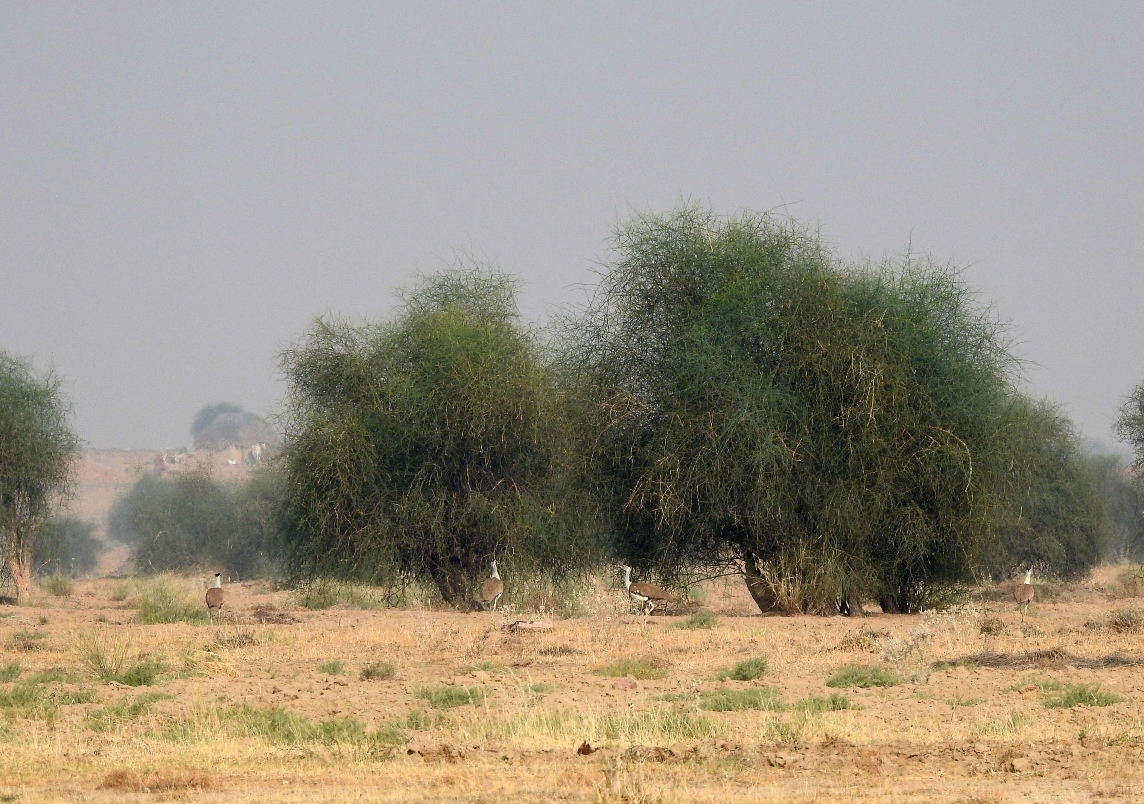 Image of Great Indian Bustard