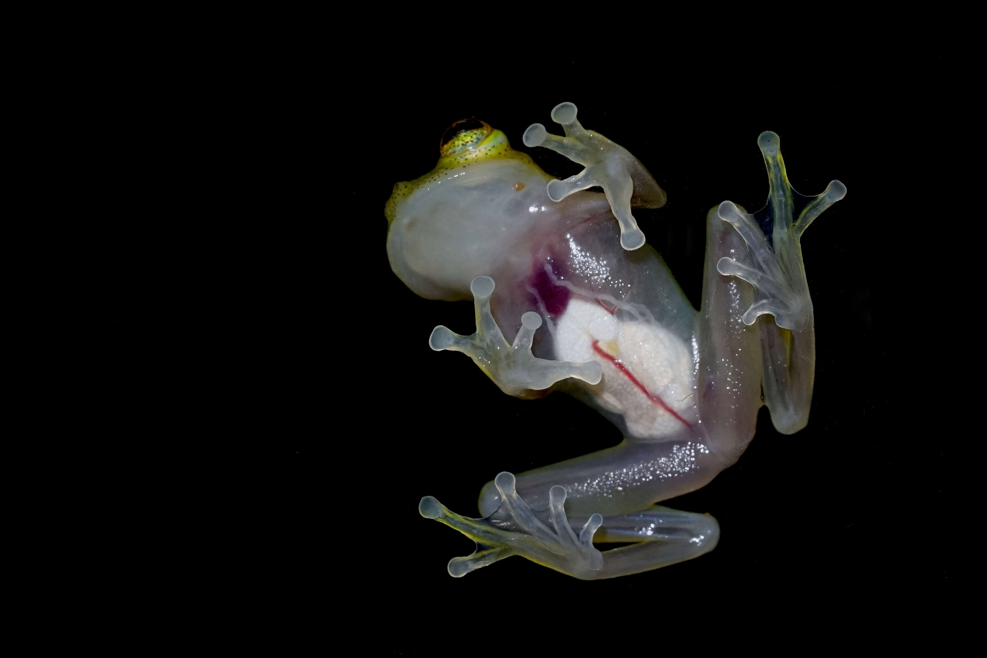 Image of Banded-limb Glassfrog