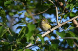 Слика од Vireo griseus (Boddaert 1783)