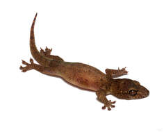 Gehyra mutilata (Wiegmann 1834) resmi