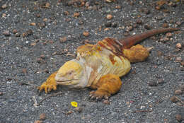 Image of Galapagos Land Iguana