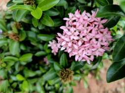 Image of ixora