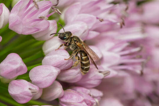 Image of Halictus confusus Smith 1853