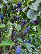 Image of European plum