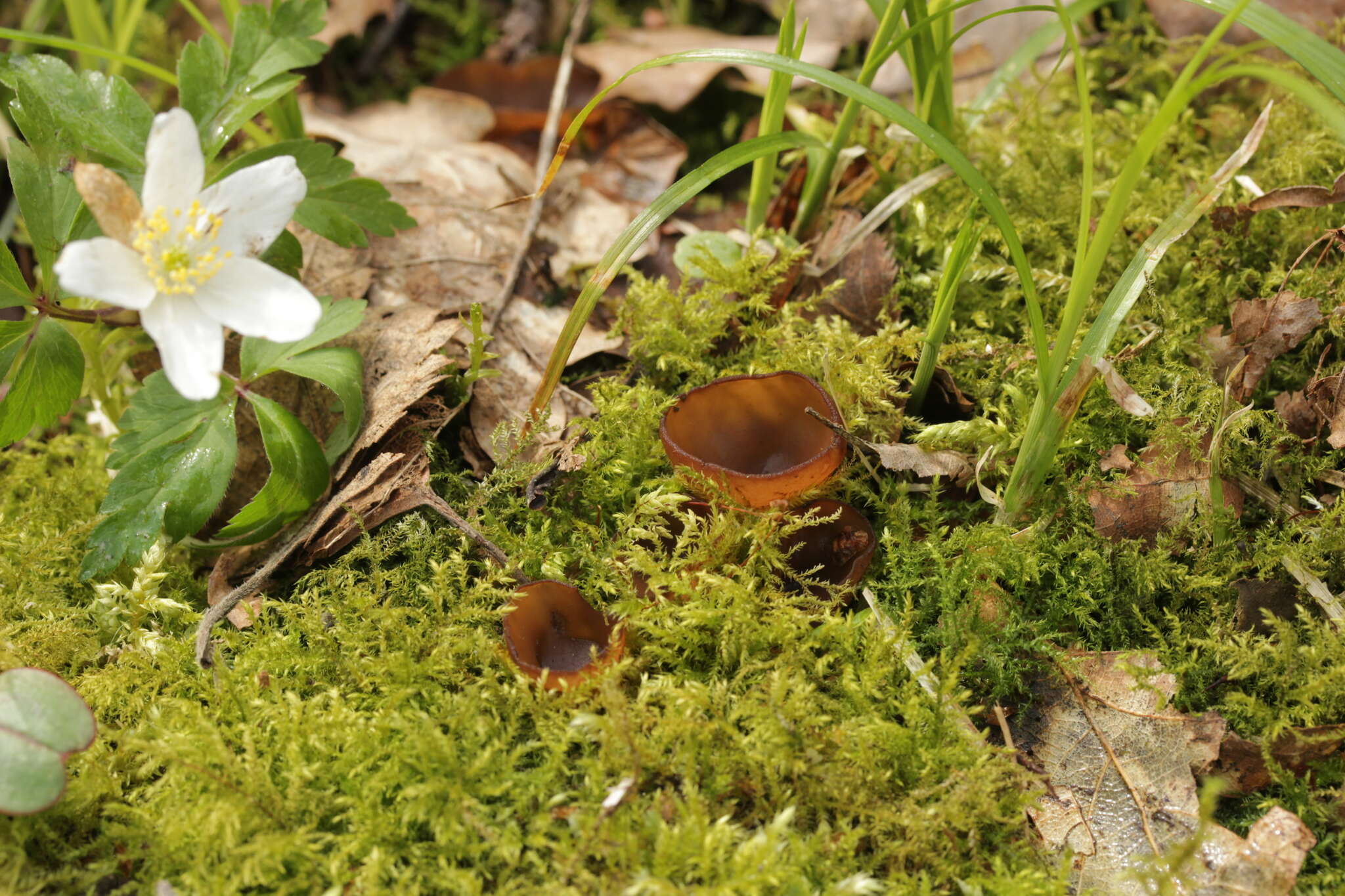 Plancia ëd Dumontinia tuberosa (Bull.) L. M. Kohn 1979