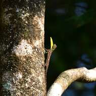 Image of Indian flying lizard