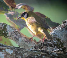 Image of Olive-crowned Yellowthroat