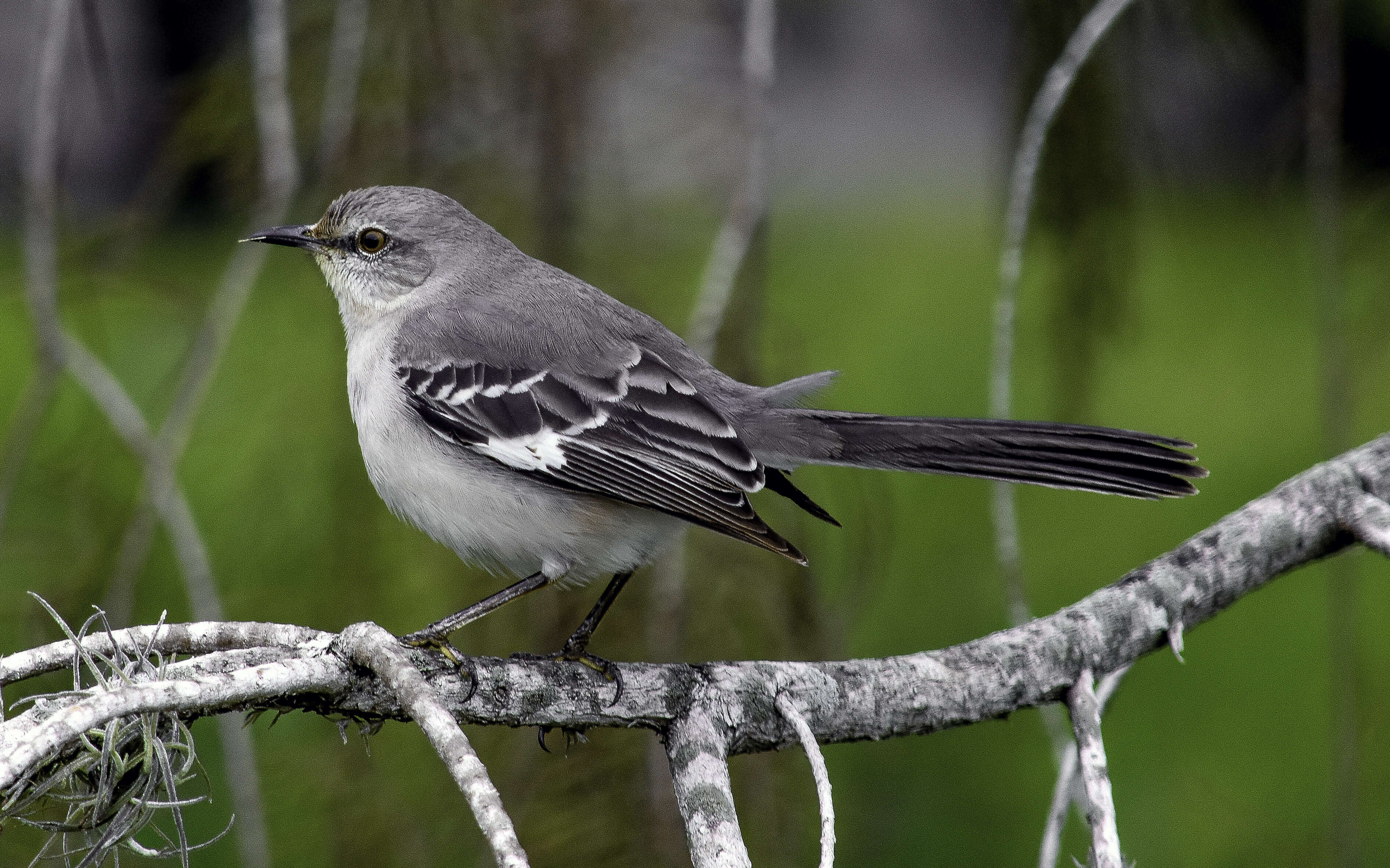 Image of Northern Mockingbird