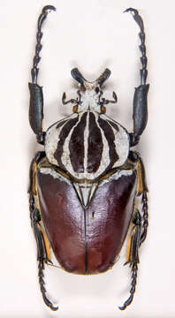 Image of Goliathus goliatus (Linnaeus 1771)