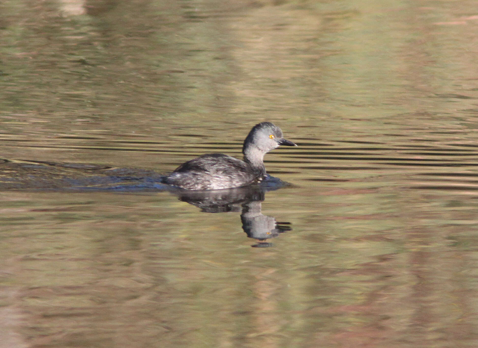 Imagem de Tachybaptus dominicus (Linnaeus 1766)