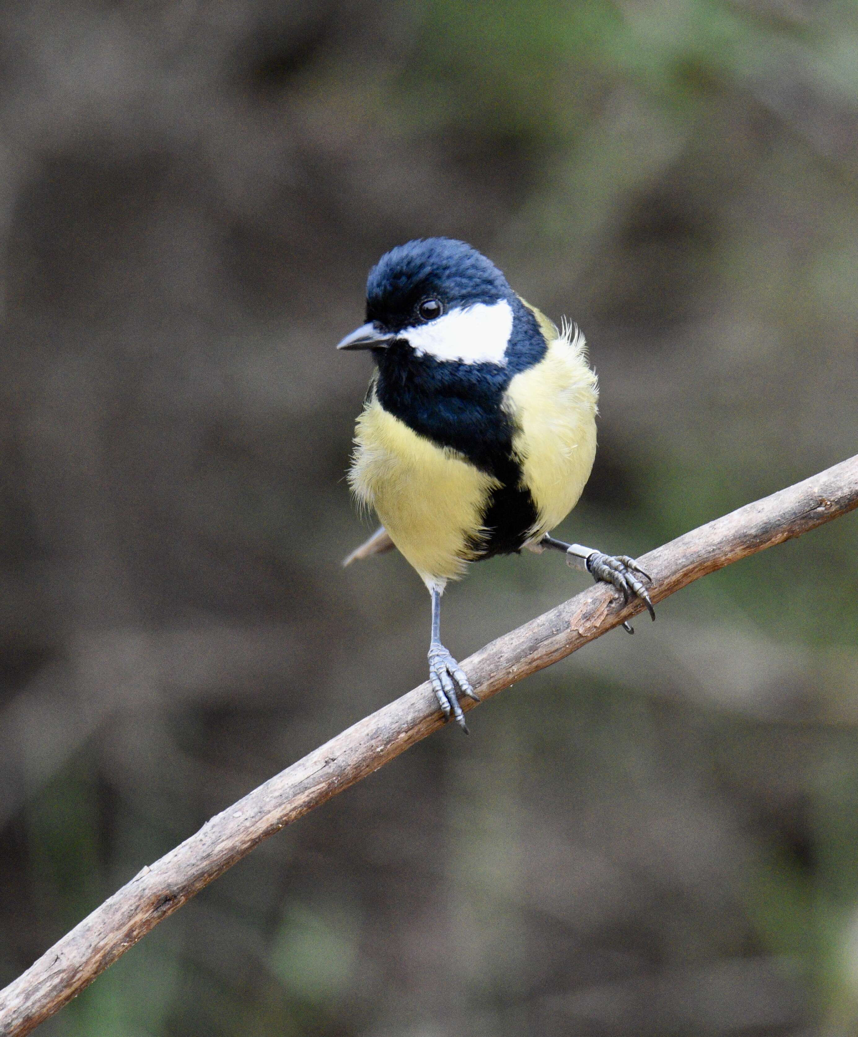 Image of Great Tit