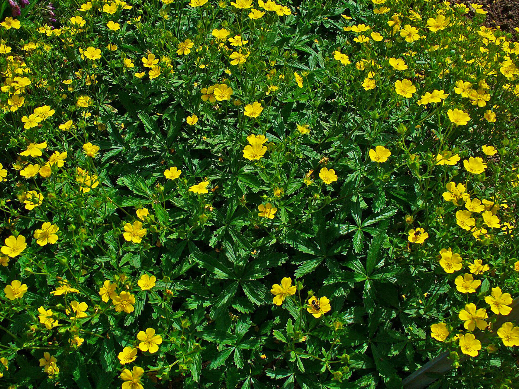 Image of Potentilla aurea L.