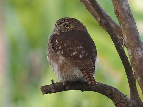 Image of Ferruginous Pygmy Owl