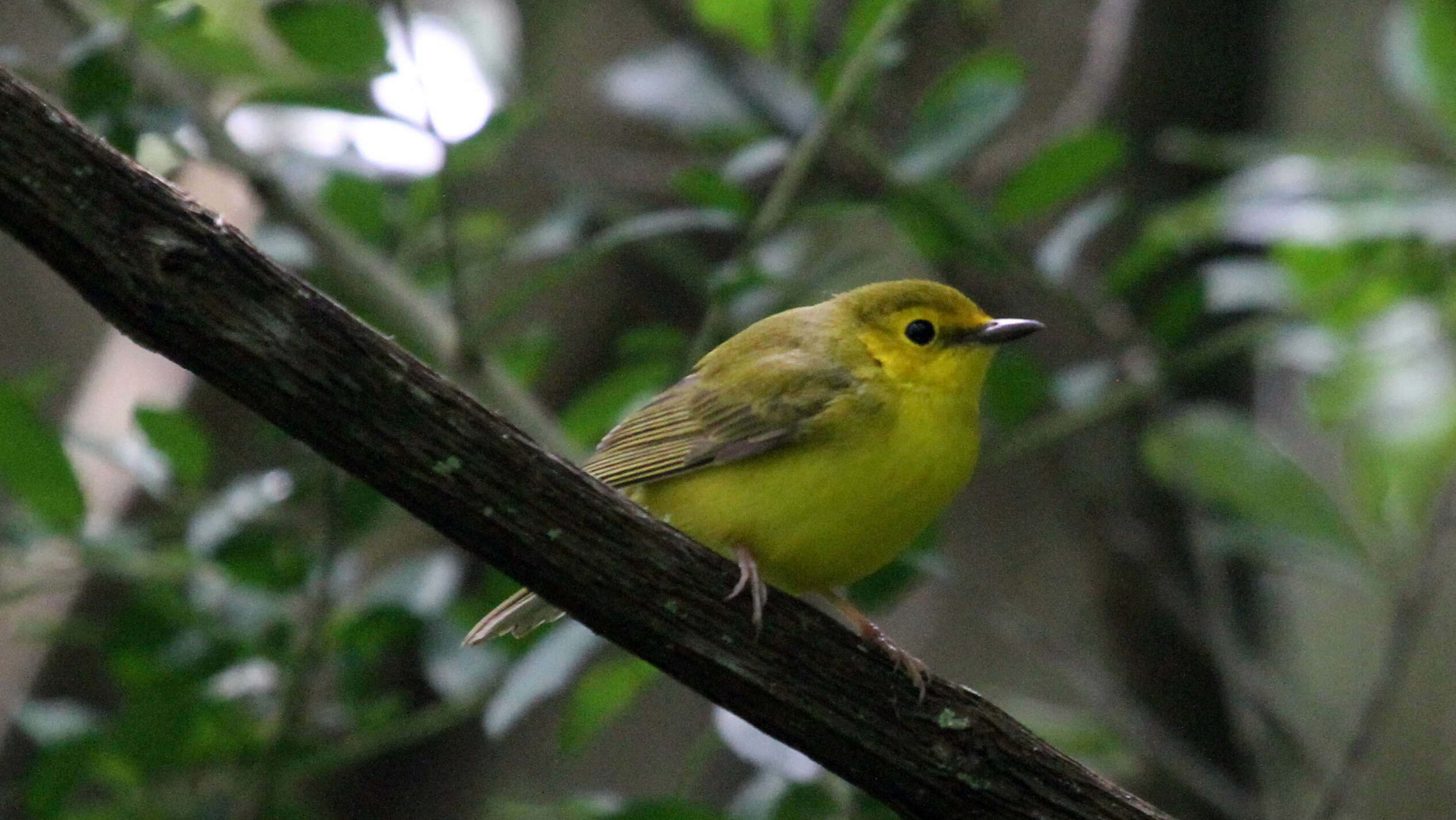 Image of Hooded Warbler