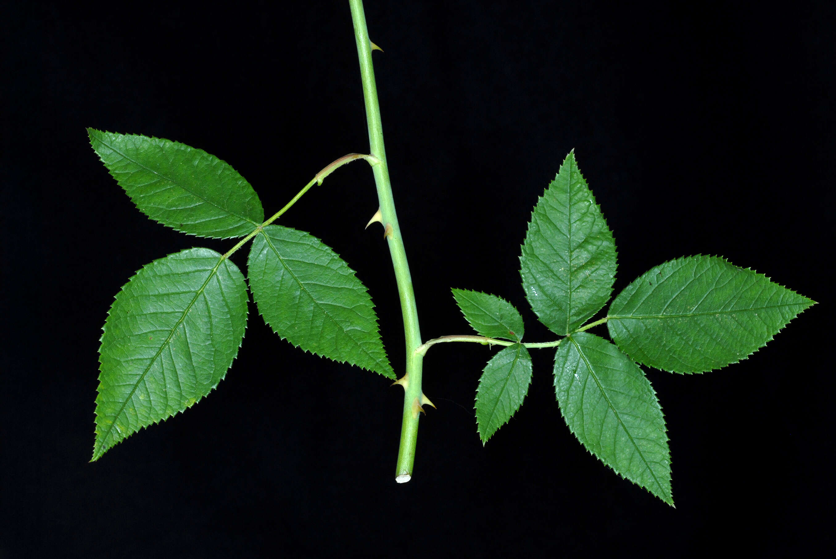 Image of climbing rose