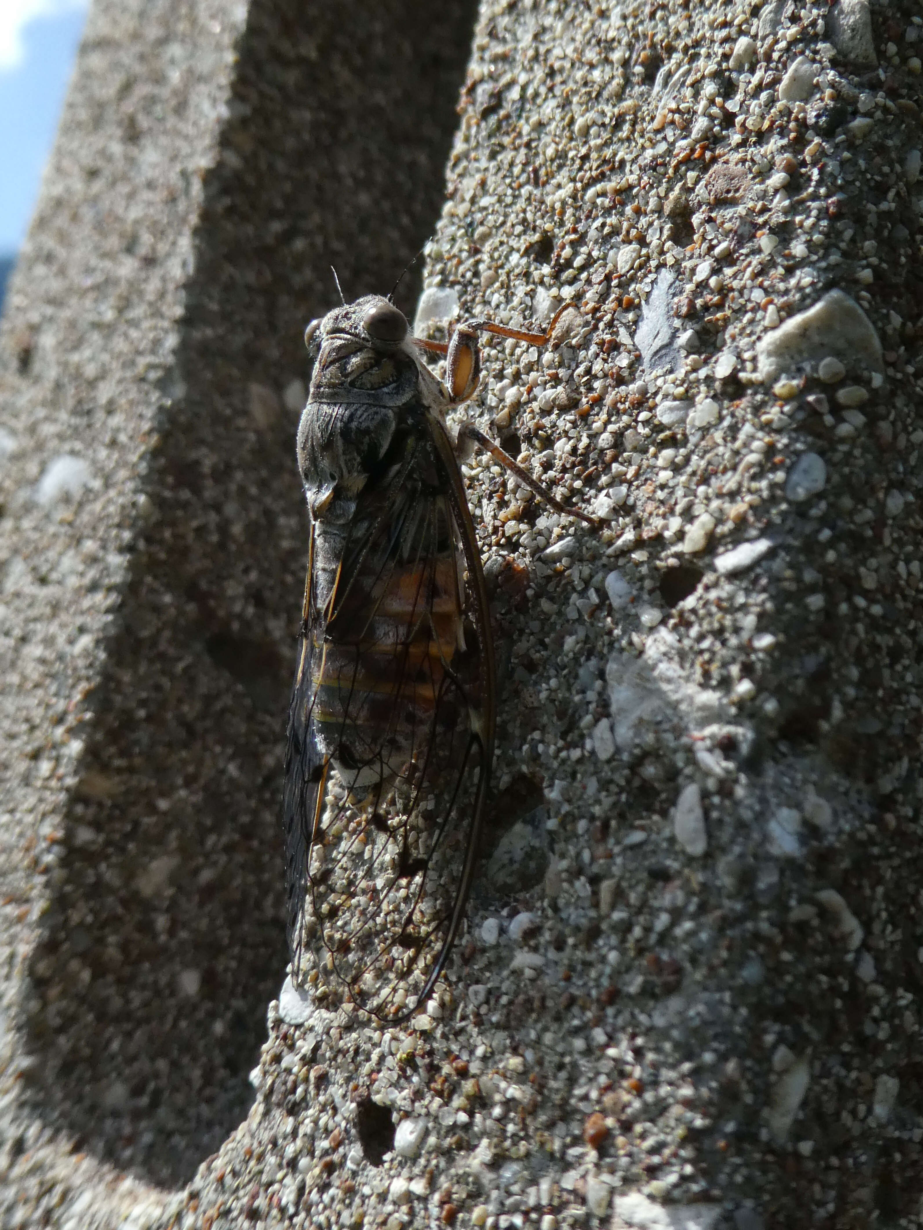 Image of Cicada orni Linnaeus 1758