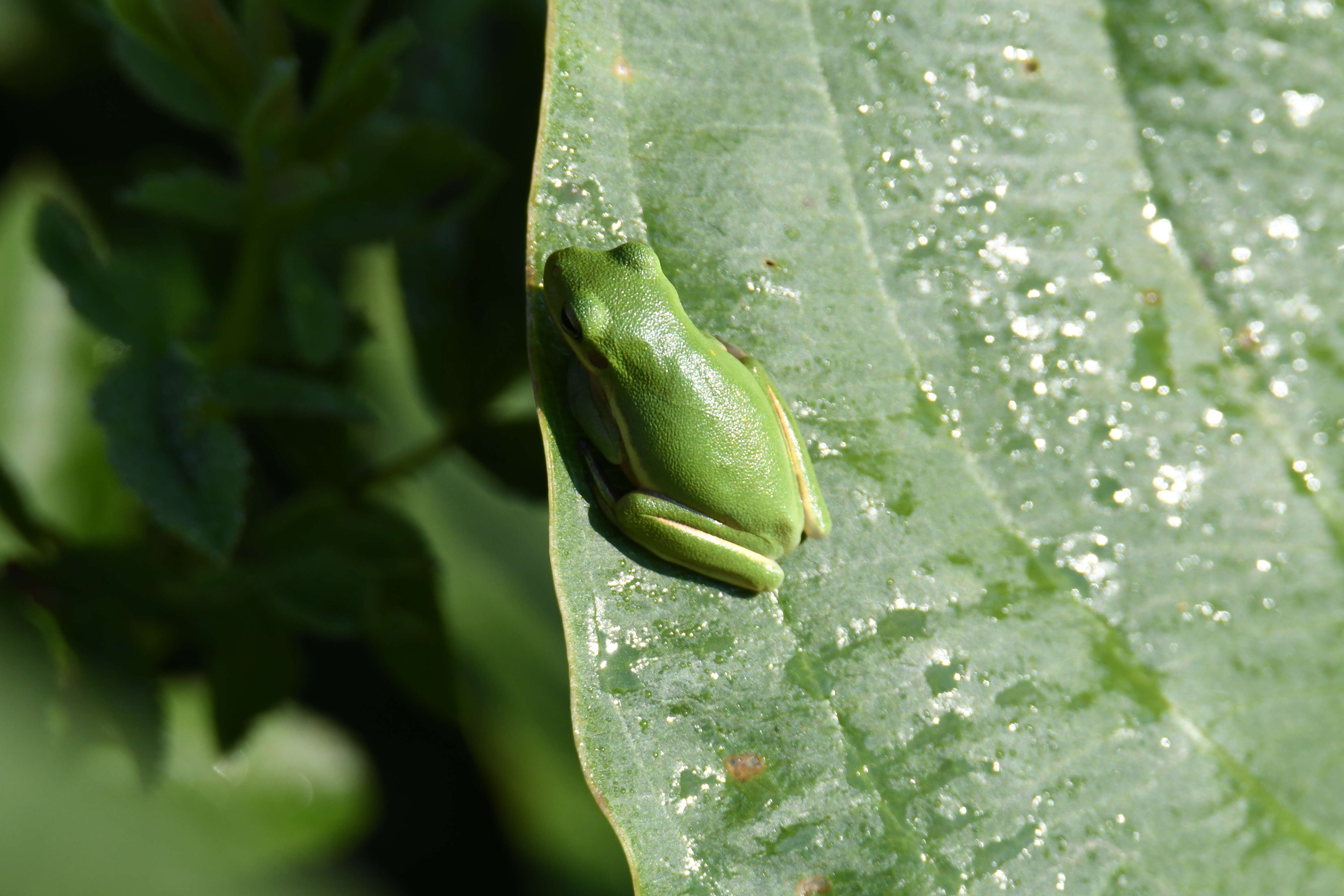 Image of American Green Treefrog