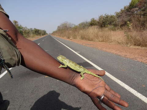 Image of Senegal Chameleon