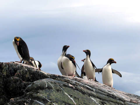 Image of Macaroni Penguin