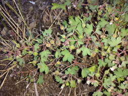 Image of Round-leaved Crane's-bill