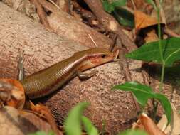 Image of Shanghai Elegant Skink