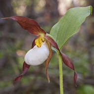 Imagem de Cypripedium montanum Douglas ex Lindl.