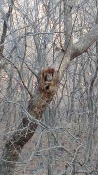 Image of Indian Scops Owl