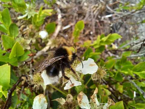 Image of Vestal cuckoo bee