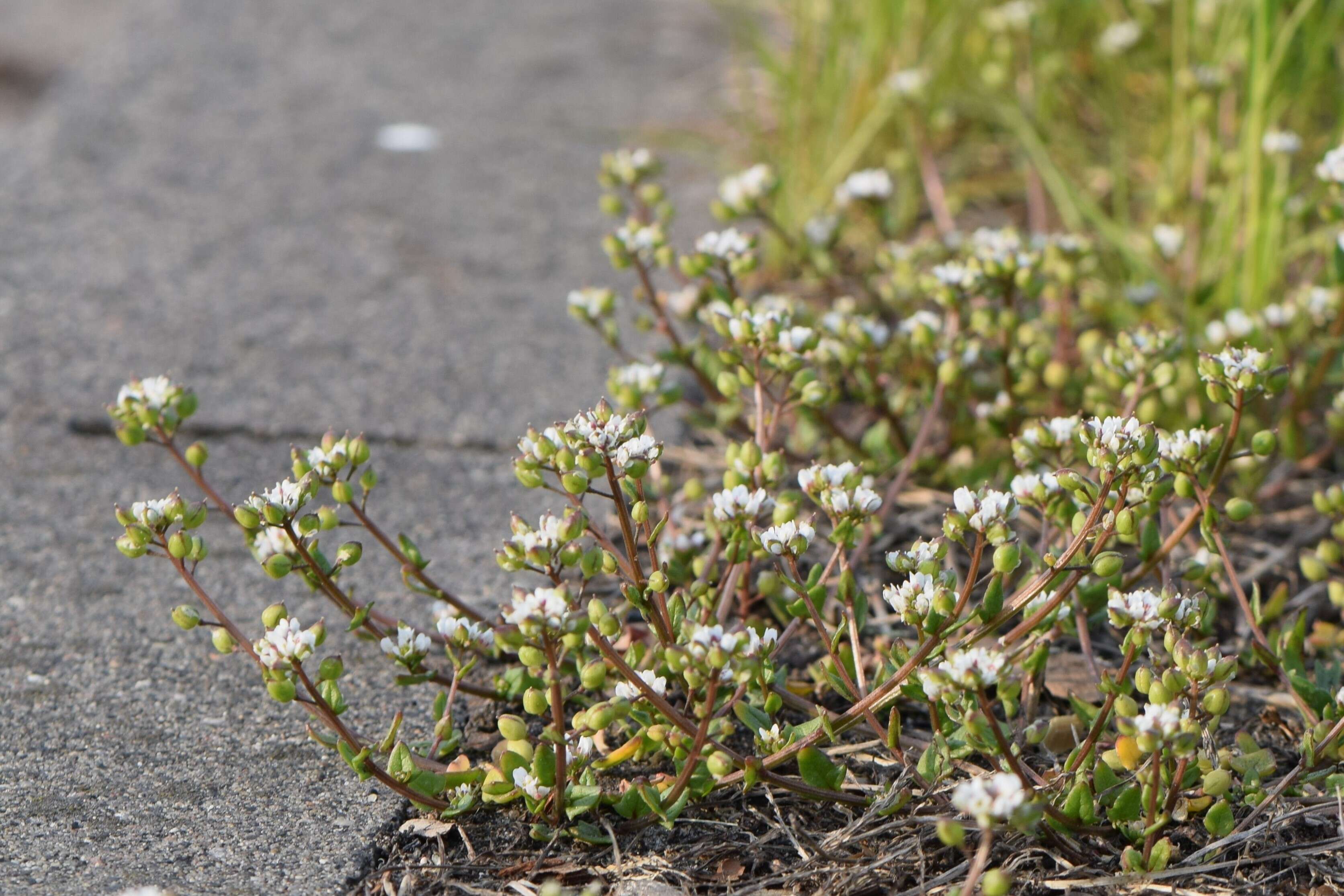 Image of early scurvygrass