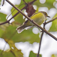 Слика од Vireo griseus (Boddaert 1783)