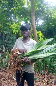 Image of viper's bowstring hemp