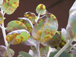 Image of Myrtle rust