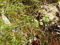 Image of strict forget-me-not