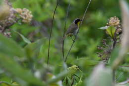 Geothlypis trichas (Linnaeus 1766) resmi