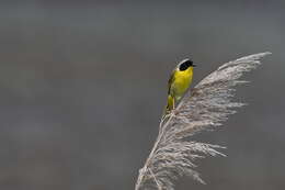 Geothlypis trichas (Linnaeus 1766) resmi