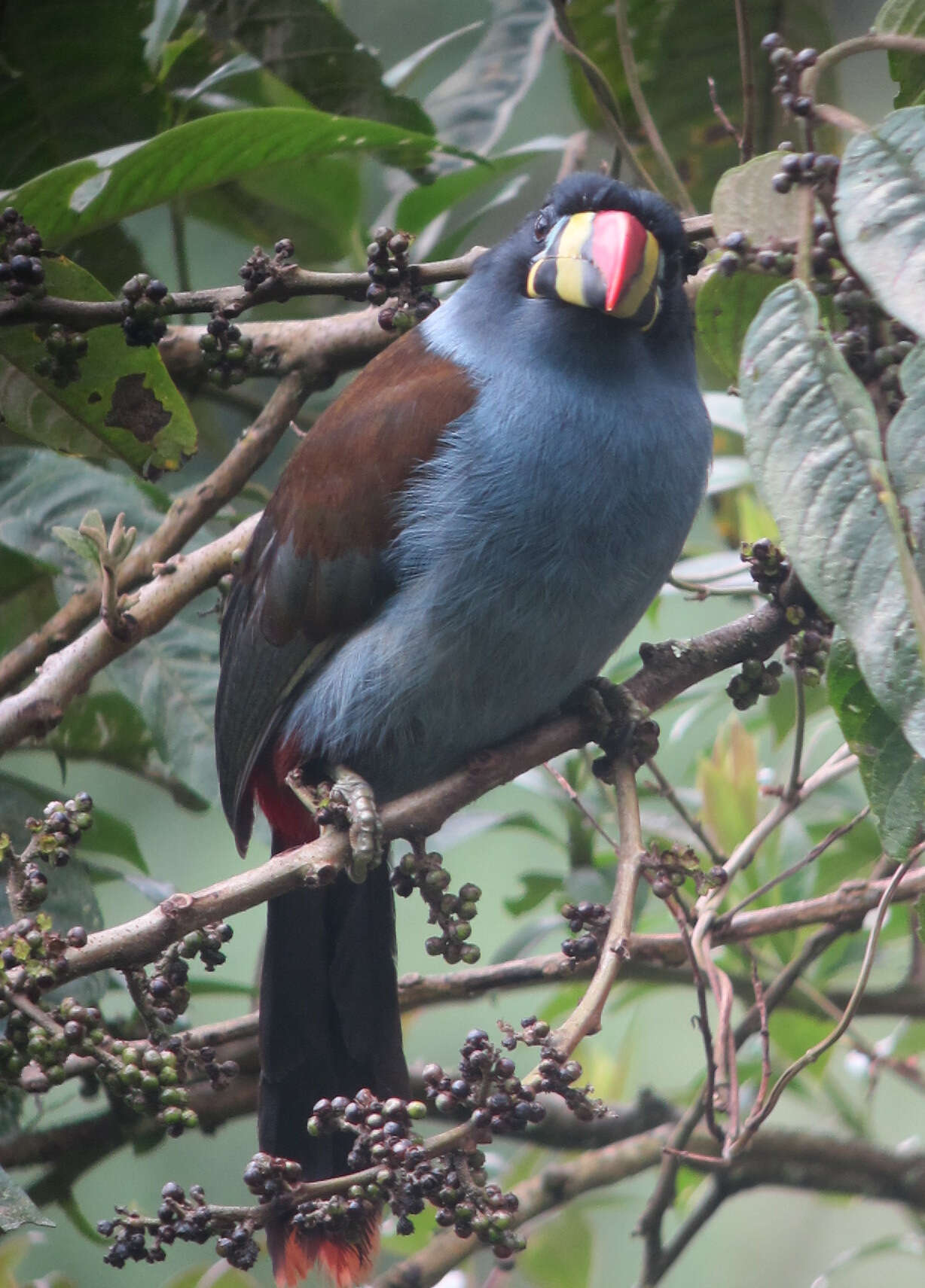 Image de Toucan bleu