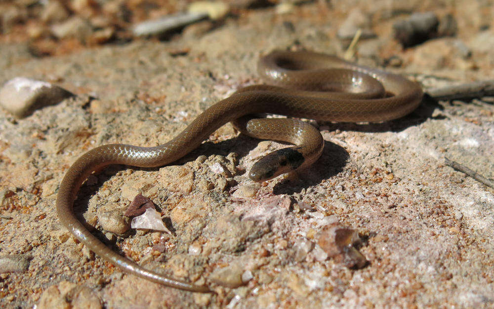 Image of Black-headed Centipede Eater