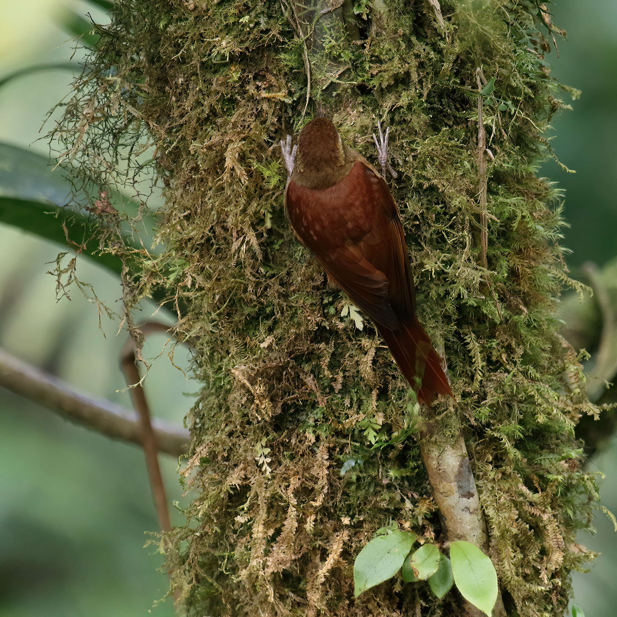 Margarornis rubiginosus Lawrence 1865的圖片