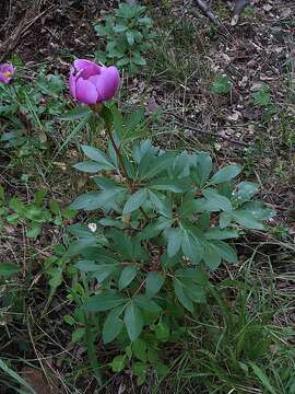 Image of Paeonia coriacea